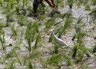 : هيئة السلع التموينية بمصر تشتري 75 ألف طن من الأرز الأبيض