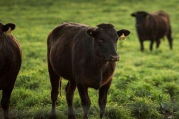 تقدم مزرعة مايورا ستيشن الشوكولاتة للأبقار لتحسين جودة لحومها