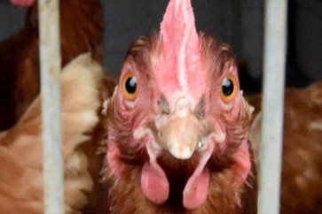 جرى الإبلاغ عن بؤر انتشار لإنفلونزا الطيور بمزارع للدواجن وبين أسراب طيور برية بأوروبا وأفريقيا وآسيا بالأشهر الثلاثة الماضية