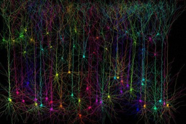 اكتشاف نوع جديد من التفاعل بين الخلايا العصبية