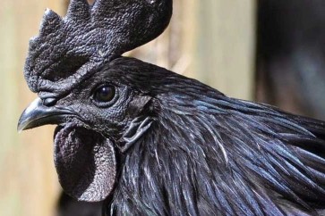 الدجاج الأسود يبيض ذهباً في إندونيسيا