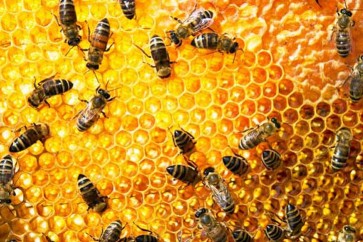 زادت أسعار العسل فارتفعت معدلات سرقات خلايا النحل