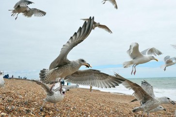 طيور النورس تهاجم رواد الشواطئ إن لم يطعموها