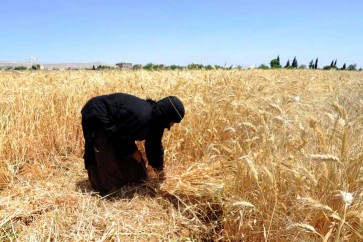 ارتفاع محصول القمح السوري 12% في 2017 إلى 1.8 مليون طن