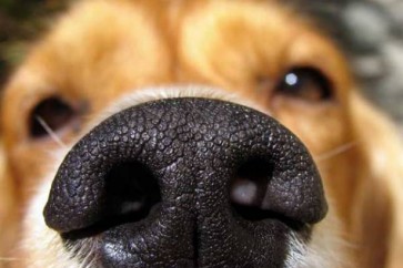 أنف اصطناعي يغني عن الكلاب المدربة