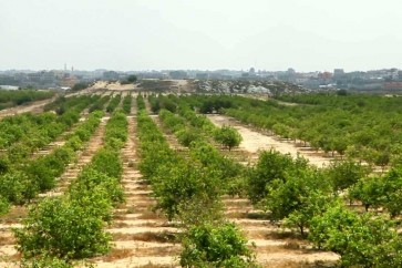 الزراعة في غزة