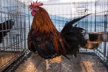 اليابان تبدأ في إعدام دجاج بعد تأكيد تفشي إنفلونزا الطيور