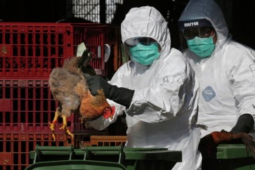 اليابان تعلن الاشتباه في أول بؤرة لإنفلونزا الطيور هذا الشتاء
