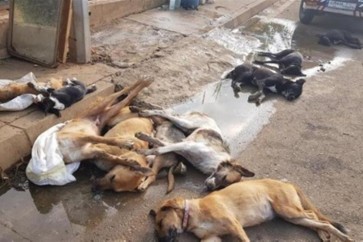 تسميم الكلاب في ميناء طرابلس شمال لبنان