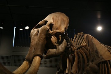 العثور على فيل عمره 3 ملايين سنة في الجزائر