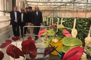 ايران تصدر الزهور الى هولندا وبلدان اوروبا