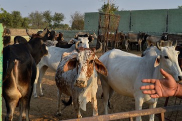 ذبح الأبقار والماشية يكافح "تغير المناخ