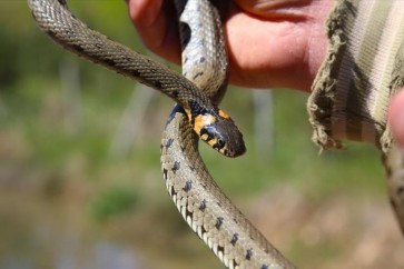 Snake Yemen