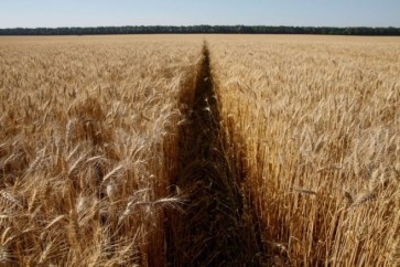 Wheat Ukraine