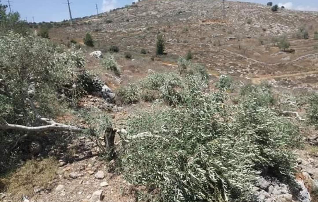 الاحتلال يقتلع مئات أشجار الزيتون في بلدة قراوة بسلفيت
