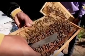 انتاج عسل النحل في غزة